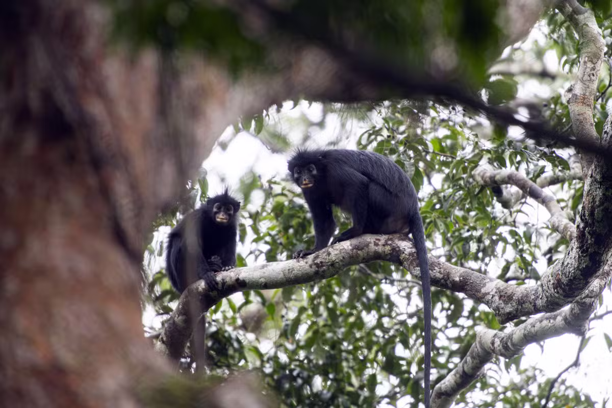 MACACO DE PELAGEM PRETA E LÁBIOS ALARANJADOS É RECONHECIDO COMO NOVA ESPÉCIE NO CONGO