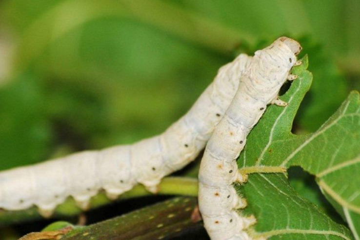 PARANÁ CONCENTRA 85% DA PRODUÇÃO DE SEDA DO BRASIL E APOSTA EM TECNOLOGIA PARA ENFRENTAR O CALOR