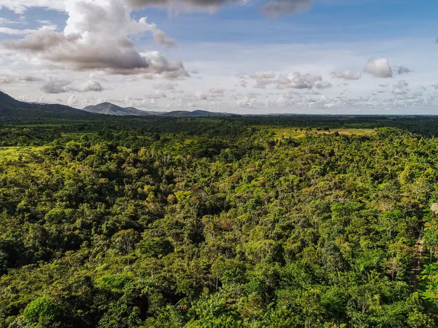 AGROFLORESTAS GANHAM ESCALA E JÁ ATRAEM BILHÕES EM INVESTIMENTOS NO BRASIL